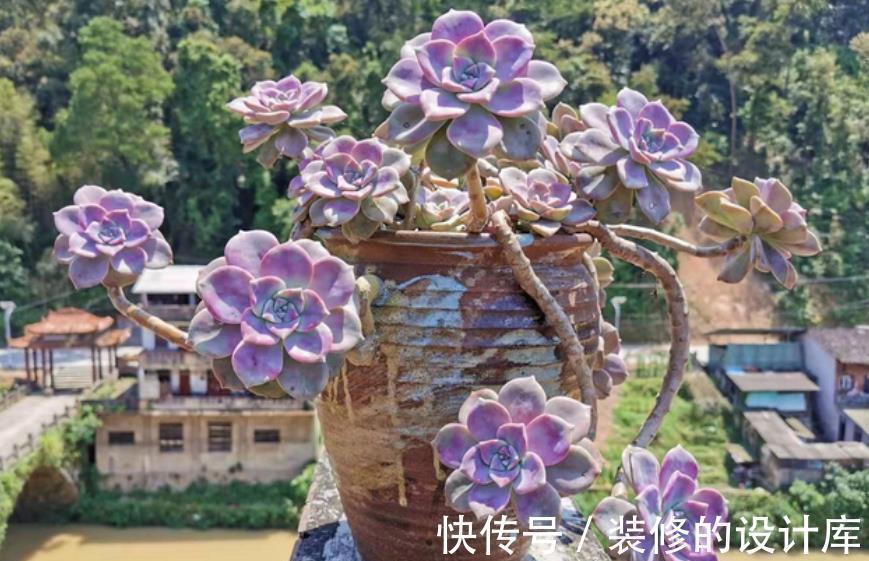 艾伦|盘点种爱爆头的多肉,颜值高长势旺,养起来真过瘾,值得拥有