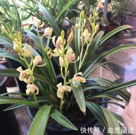 养兰花这点最关键，发芽多又壮，开花多又香，年年开花不断