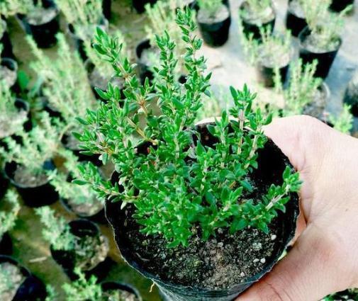 犯愁养花还是种菜别选了，种植8种蔬菜盆栽看着五颜六色