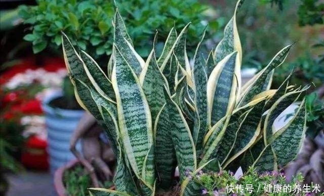 草木灰|夏天养花,花盆里小虫子多,6种除虫“小技巧”,一学就会!