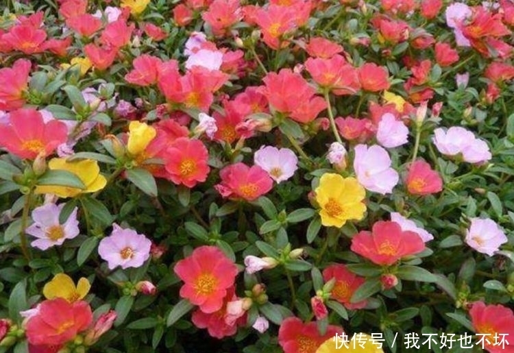 4种花好养又漂亮,一开就是200多天,一开花就停不下来