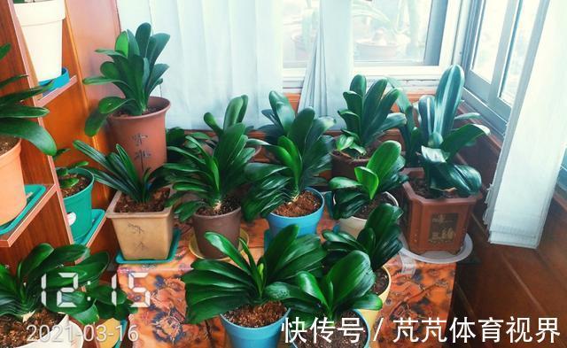 花盆|君子兰有“6怕”,难怪总是养不好,新手规避