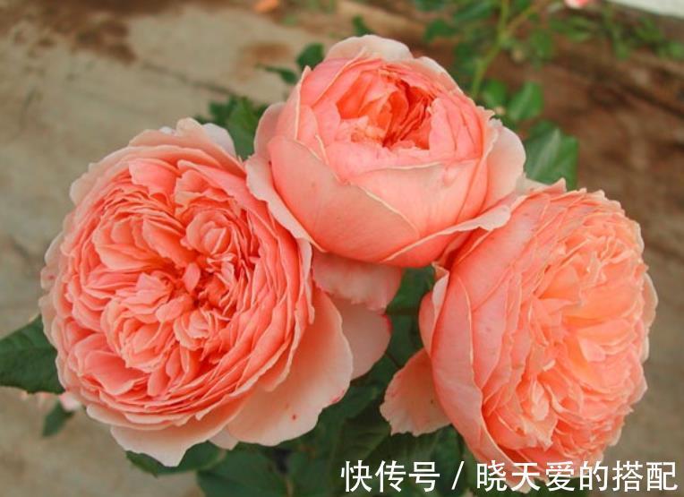盘点十款经典月季花,每一款都是颜值搭档,总有一款深得你心