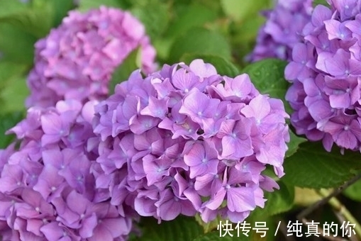 文竹|这15种花,夏天不能暴晒,否则就剩空盆了