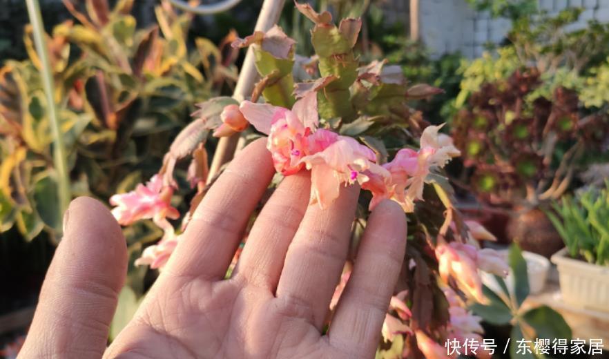 蟹爪兰正在开花,做好“1多2不缺”,有效延长花期,开花更整齐