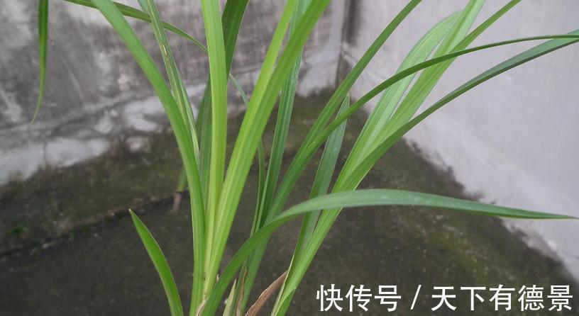 兰花焦尖,该不该剪掉?分情况,还需多注意日常打理