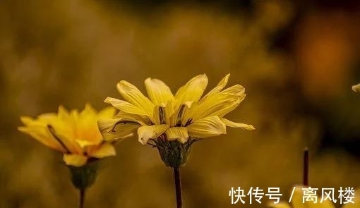 金牛|3天后，鸿运当头，比蜜还甜，改正自新，羡煞其余，爱在深秋