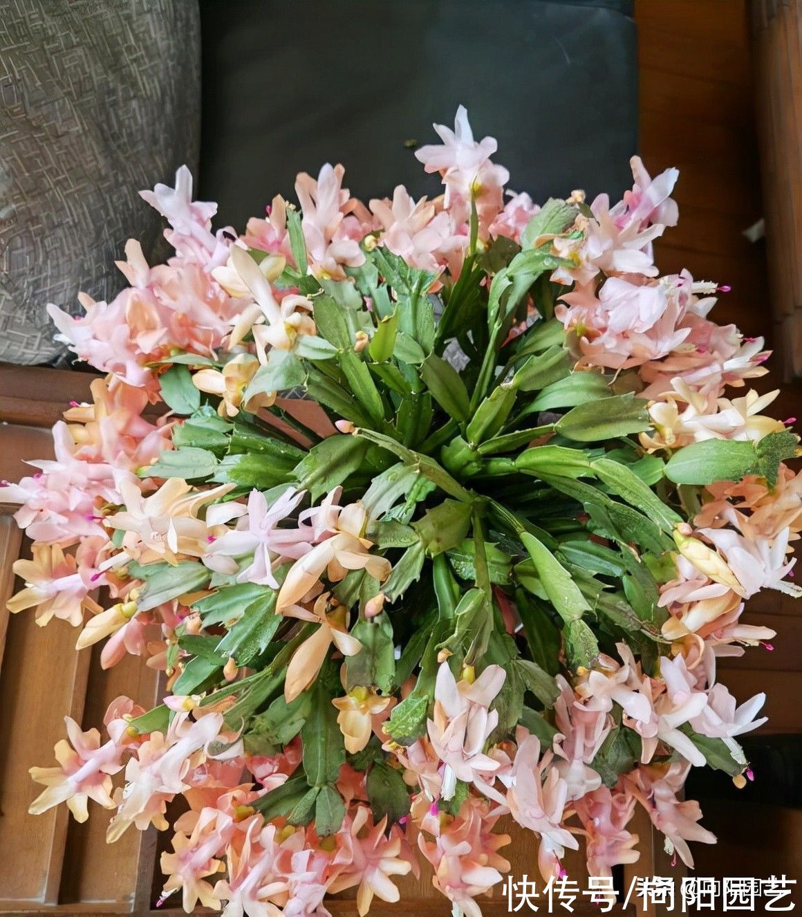 ?蟹爪兰放在暖房里，花开1000朵，温度越高，开花数量越多