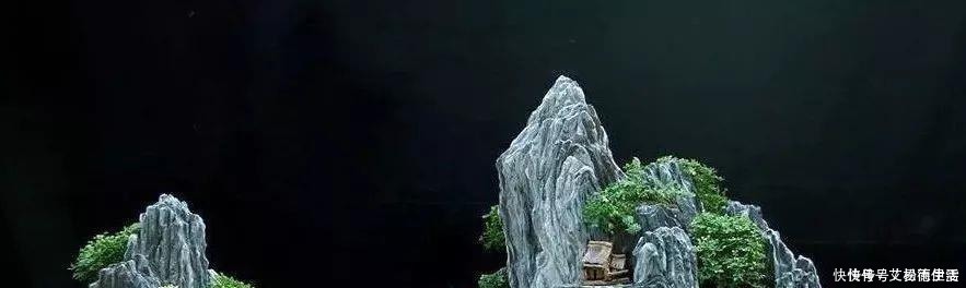 石头|大爷用石头来养花,越养越值钱,有人出1000块也不卖!