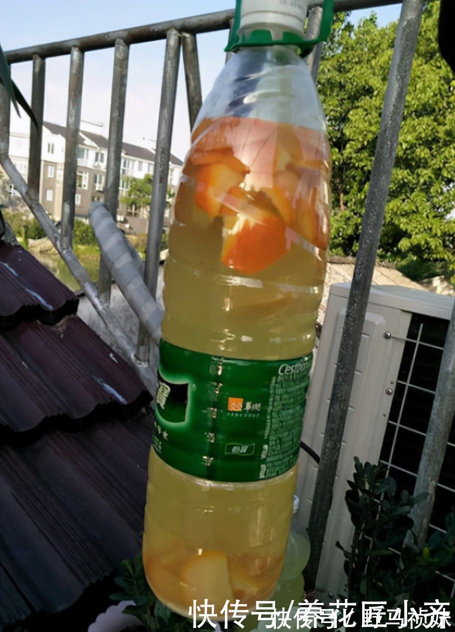 伴侣|家庭常见的喜酸性花卉，调酸补铁要定时，“醋”是很好的伴侣