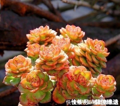 观音莲|养多肉,就养这“6盆”,越长越肥,颜色越来越好看,太美了!