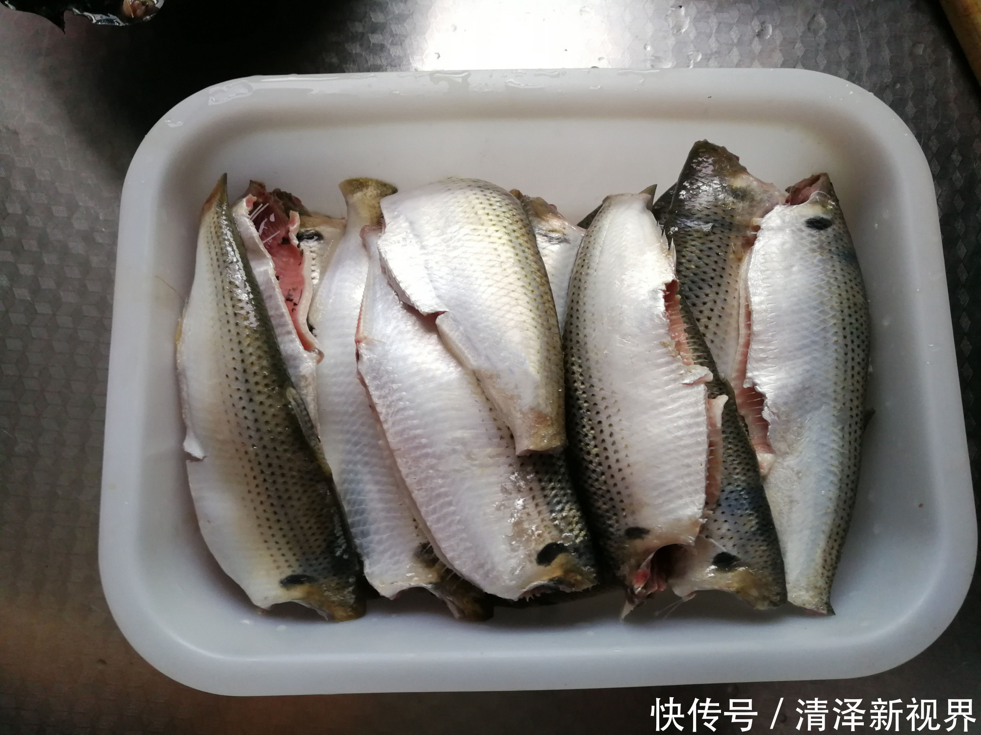 种鱼|认鱼了,这什么鱼鳃边还长了“黑痣”