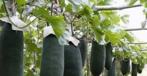 聪明人|聪明人喜欢吃3种食物，补气养血，美白祛斑，延缓衰老