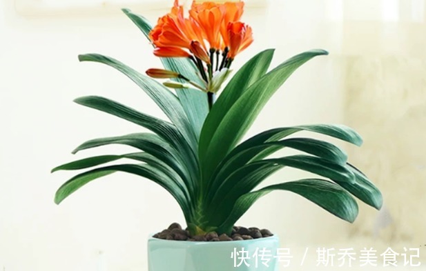 花盆|老师傅养兰花和君子兰从不乱施肥，就用三种，这才叫经验