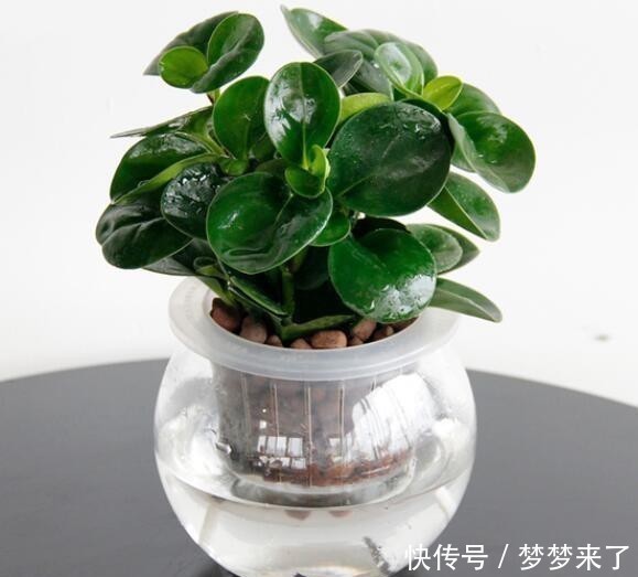 室内没有光照,养4种耐阴花卉,绿叶满盆不在话下