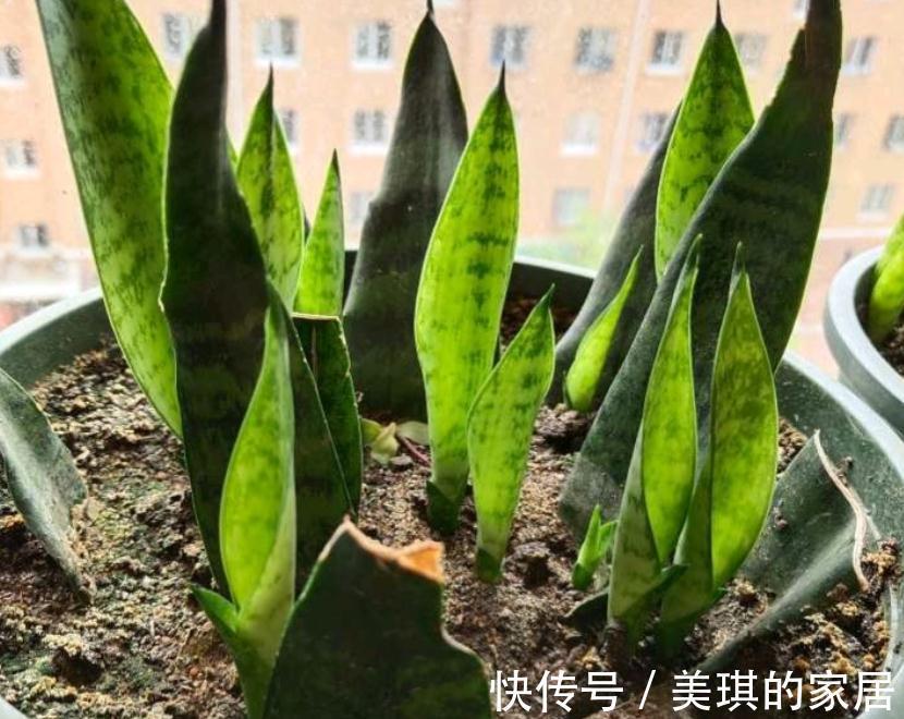 珍珠岩|甭淘汰养花旧土,这么一处理添加,不用多花钱土质就变好了