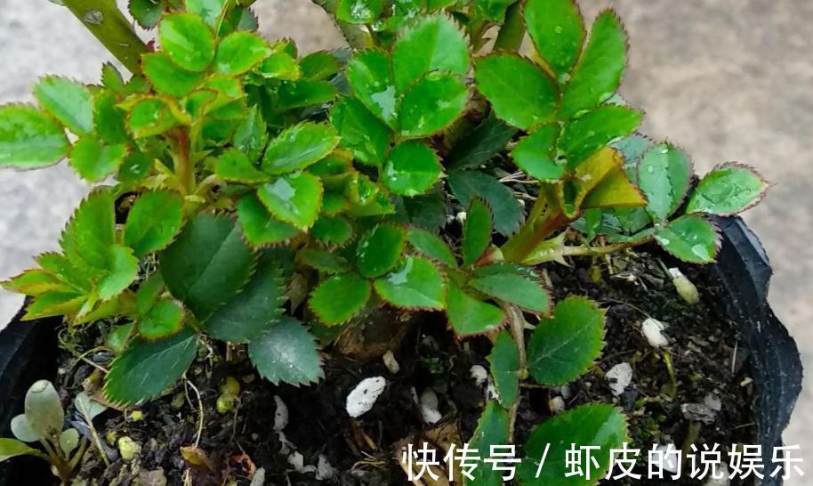 养花你还在费钱买营养土吗,在家此样做,肥效杠杠的