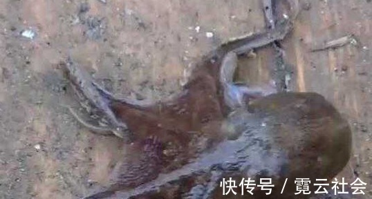 八带鱼|想长寿,4种食物不能少,排毒美容,呵护肌肤,预防妇科病