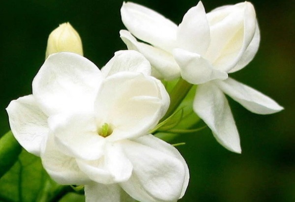 茉莉花花谢后怎么养护以下3个方面要做好,来年开花更大更美观