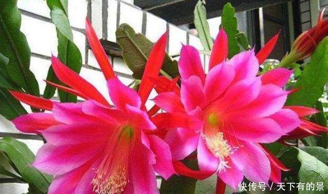 超漂亮的4种花，养上一盆，高端大气上档次