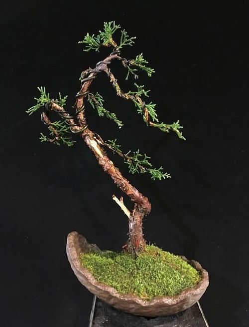 风动式的真柏盆景婀娜多姿，撩得我手定要上手一试！