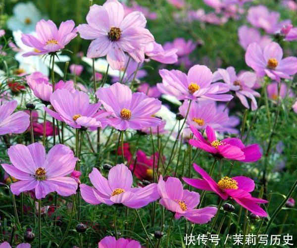 4种四季花,好养又漂亮,全年开花不断,家里天天有花赏