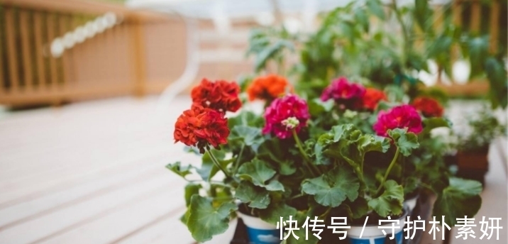 烟丝制成的水溶液,拿来养花有什么意义?