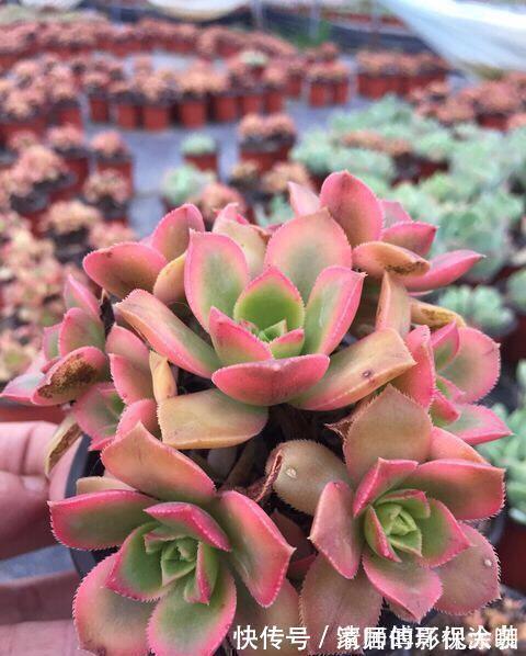 这三种多肉是多肉中的小强,一生只用买一次,出了状态照样美