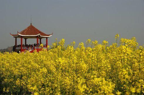 门票0元！重庆赏花地走红，景色不输婺源油菜花，错过再等明年