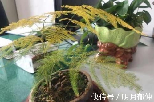 维生素c|文竹富贵竹黄叶，吃粒过期药，30天长爆盆，根系粗壮、叶子绿