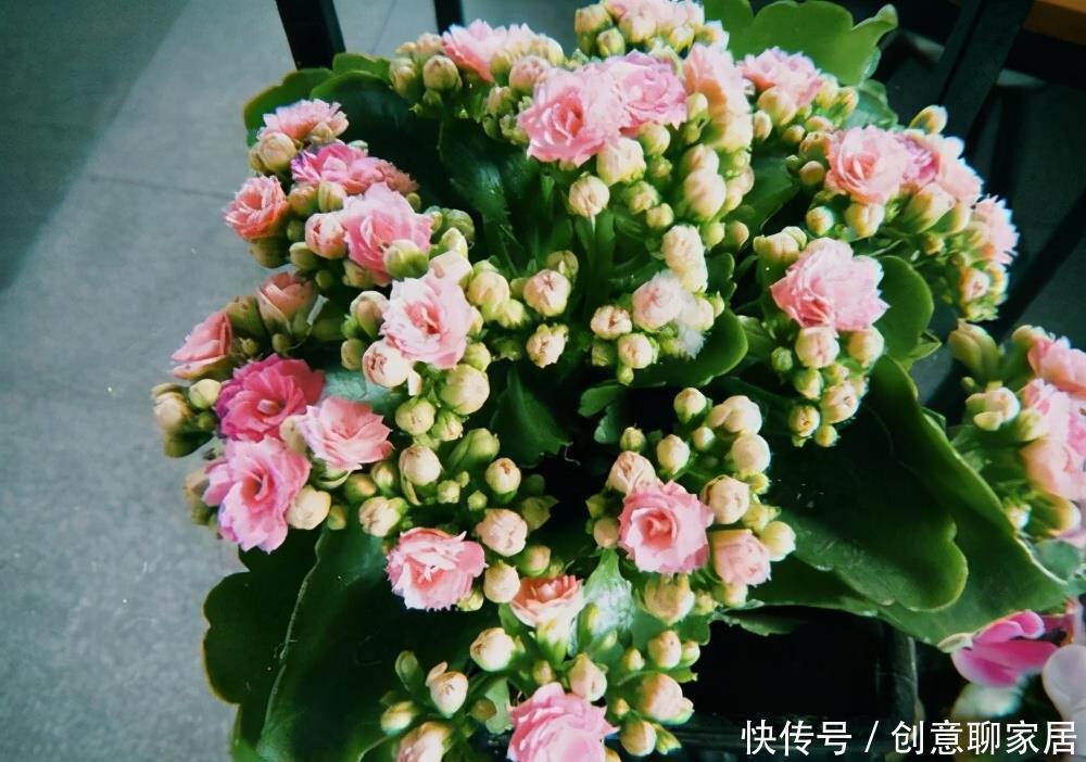 长寿花为什么不开花?先不要放弃,可能是花期推迟了