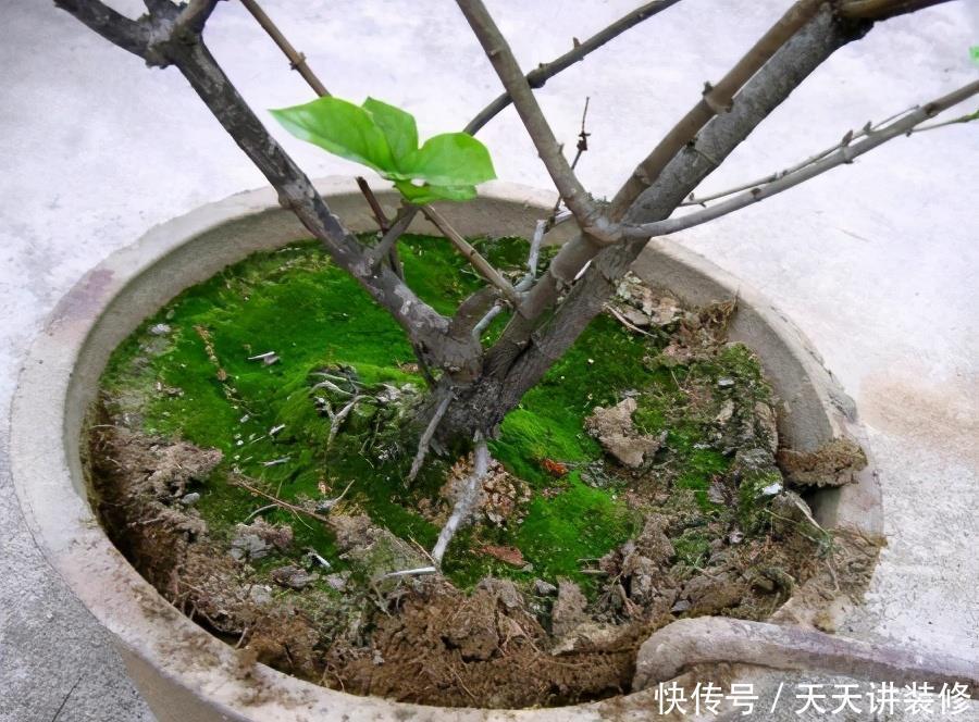 养花换盆,要“挑时机”,错过不再有,耽误一年开花季