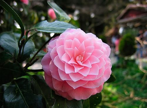 4种花,清秀的小花朵粉饰在绿叶丛中,淡雅秀美