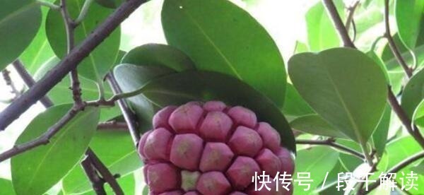 野果子|这野果长相奇奇怪怪,里面的果肉却是香甜可口,好吃易养活!