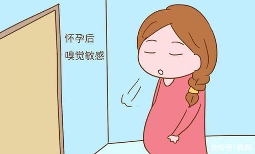 孕吐|为什么有的孕妇孕期孕吐的很严重，但有的孕妈整个孕期都没有任何反应呢?