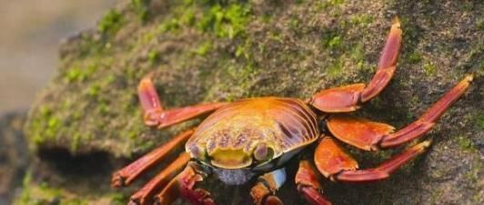 二次加熱后,米飯會致癌嗎?醫生提醒:四種食物不應該再加熱吃!