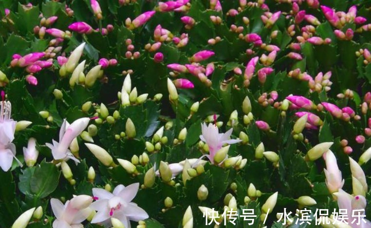 喜冷花|“2种喜冷花”养客厅,0℃也能开爆盆,秋冬就选它,好养易爆盆!