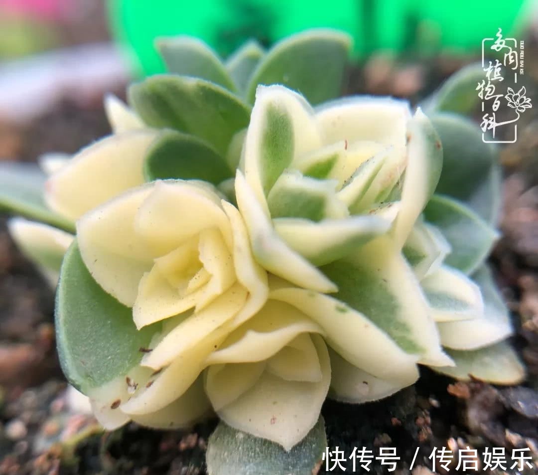 科普“山地玫瑰锦”万中无一，仙气缭绕！附养护知识！