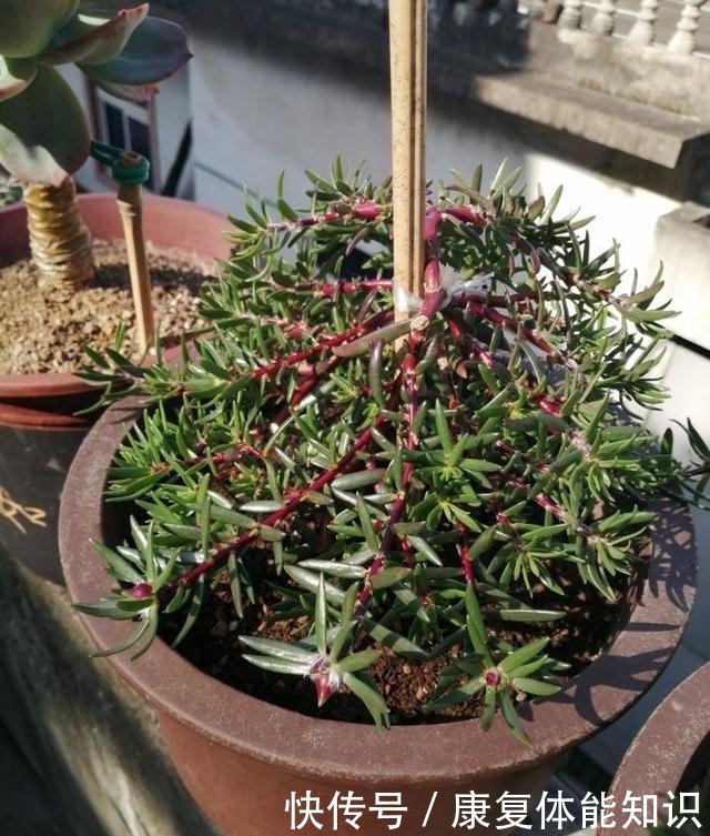 养太阳花，绑1根竹签再修剪，长成开花多、惊艳独特的老桩！