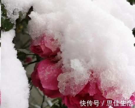 这10种花超级怕冷，再不搬进屋，小心只剩下盆了