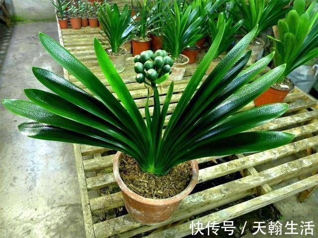 养君子兰要忙起来,翻盆施肥记住“口诀”,生长期长得旺