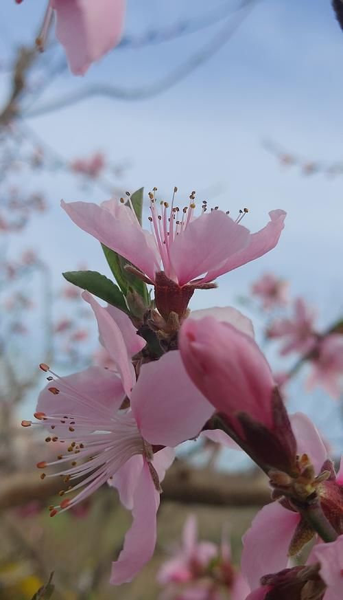 四月，花繁百尺藤，袖盈三缕风袖