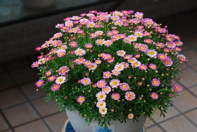 盆栽矮牵牛这么样长的快,花开的多,叶子绿油油的非常漂亮