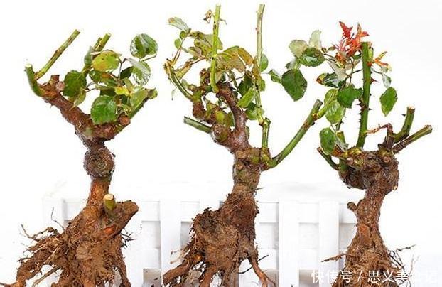 花卉|悄悄告诉你，网购花卉，见到“4种花”离远点，谁也养不活