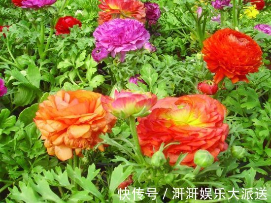 花苞|邻居种了1盆“芹菜”,却开出了“牡丹花”,花苞又大又鲜艳