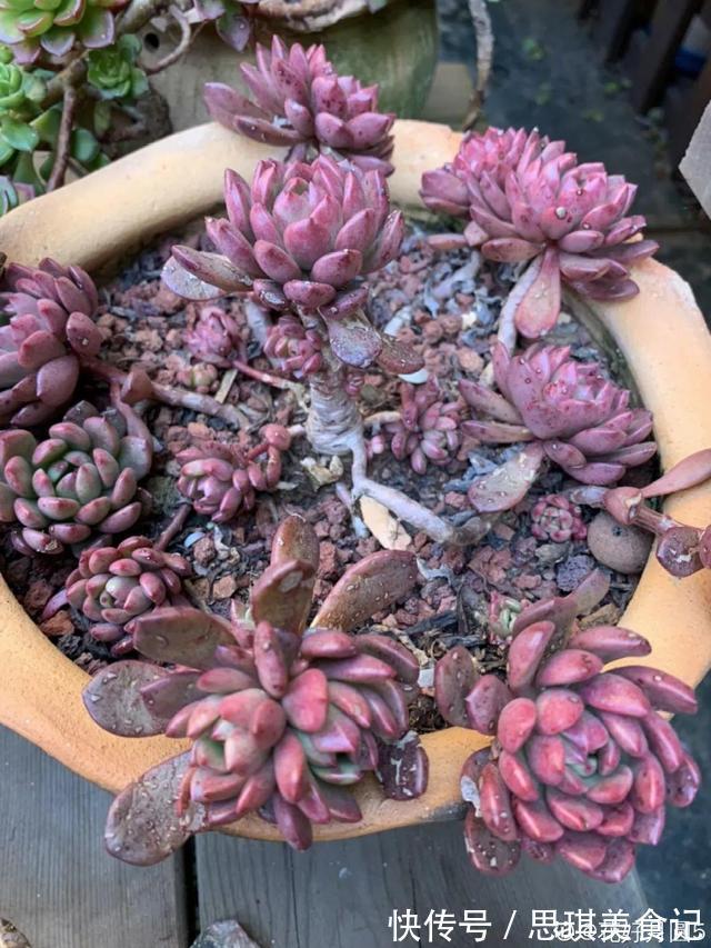 酥皮鸭|十几年的多肉“妖精”,自然老桩头,造型太美