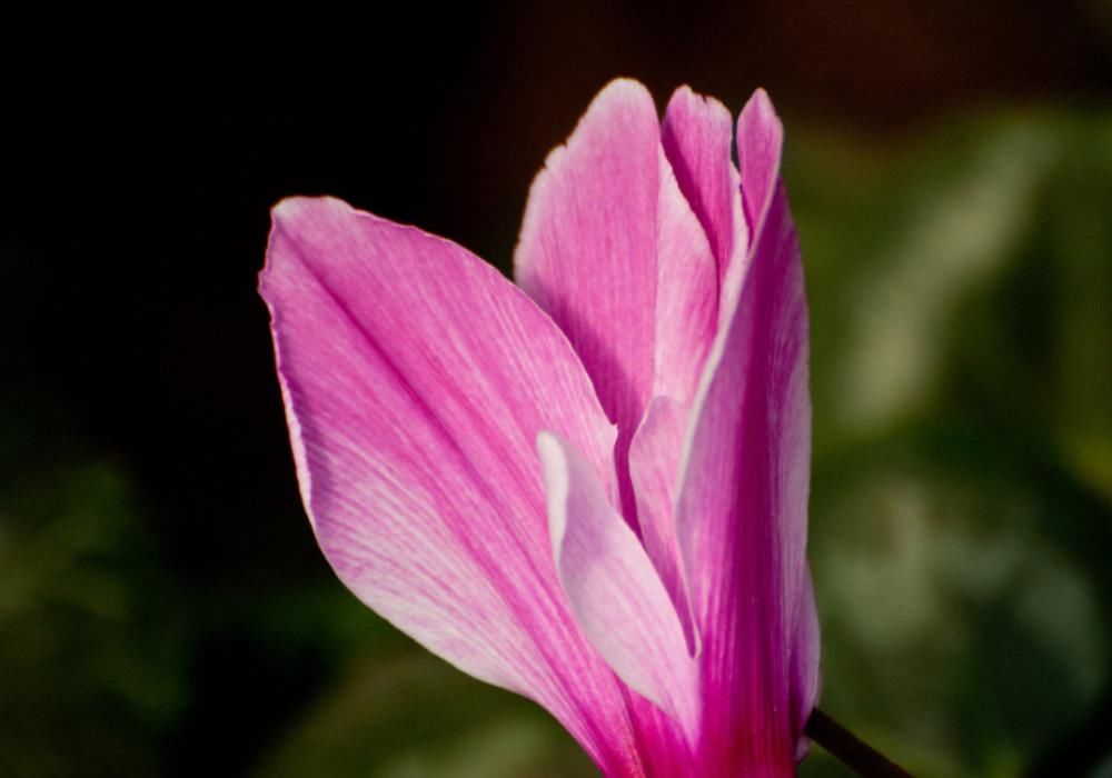  刚买的仙客来没几天就变软、倒伏，怎么养，能避免萎蔫，延长花期