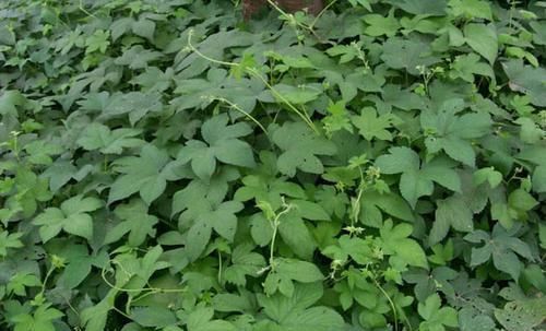 皮肤瘙痒|农村常见的一种野草,是“皮肤瘙痒”的克星,一涂很快就见效