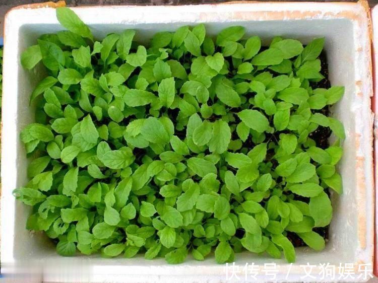 养殖|总用泡沫箱养花种菜，好不好听听过来人怎么说