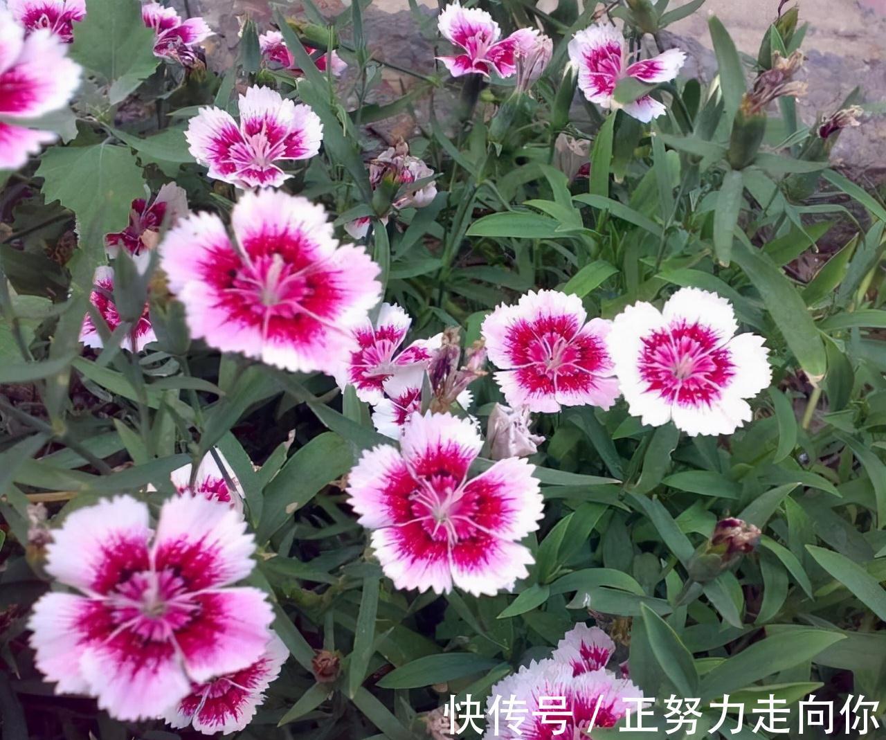 农历9月18霜降后，养什么花？家里养3种花，身心同康福寿双全